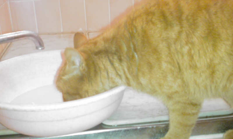 ���V���F�̐��E