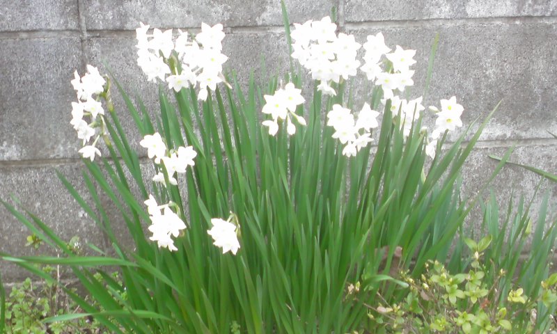 ���V���F�̐��E