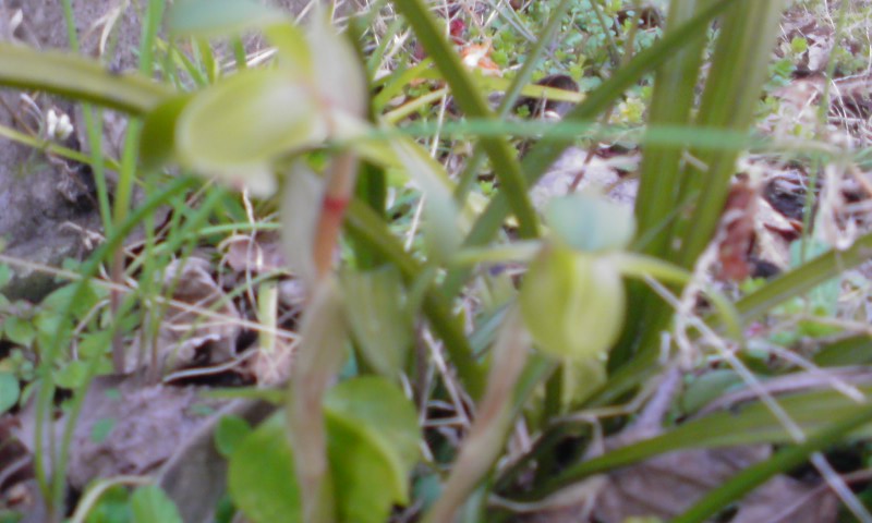 ���V���F�̐��E