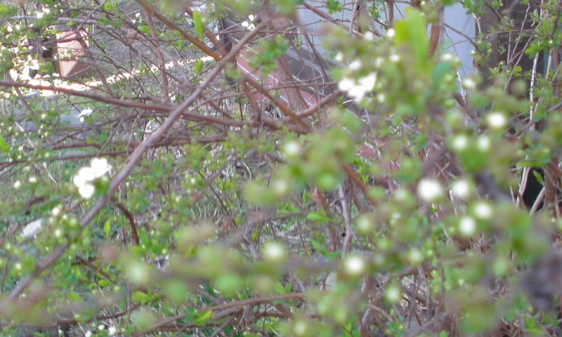 ���V���F�̐��E