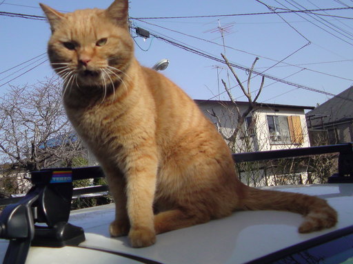 ���V���F�̐��E