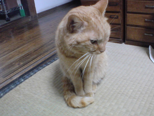 ���V���F�̐��E