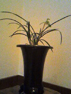 ���V���F�̐��E