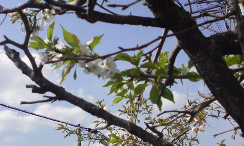 ���V���F�̐��E