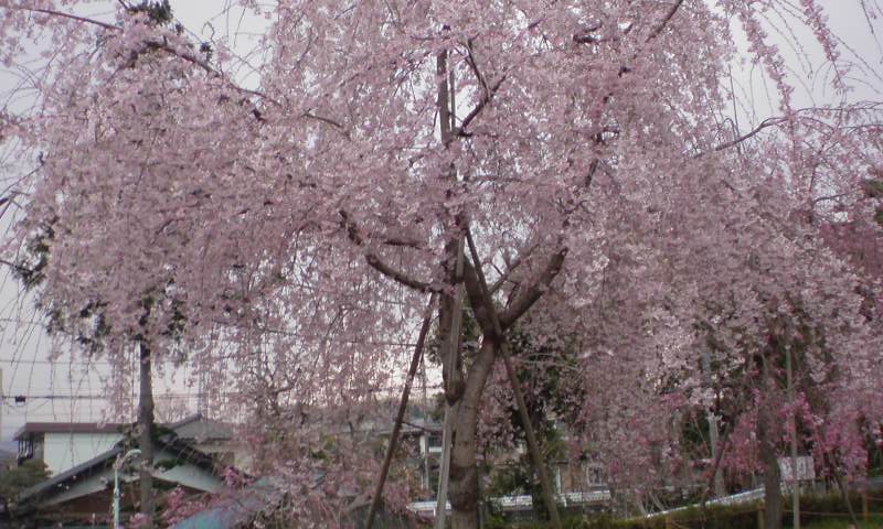 ���V���F�̐��E