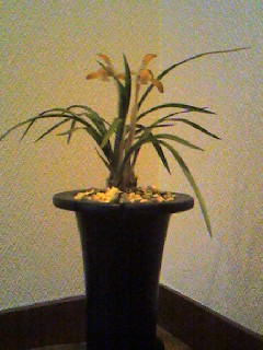 ���V���F�̐��E