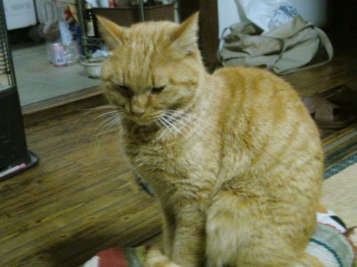 ���V���F�̐��E