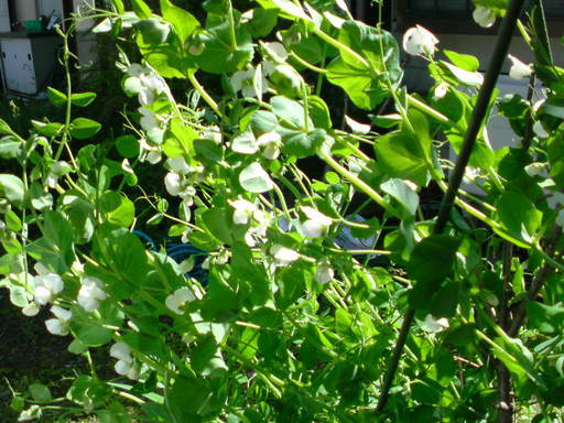 ���V���F�̐��E