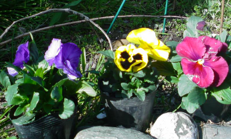 ���V���F�̐��E