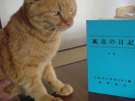 ���V���F�̐��E