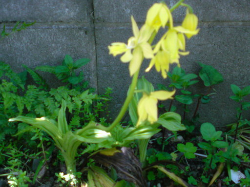 ���V���F�̐��E