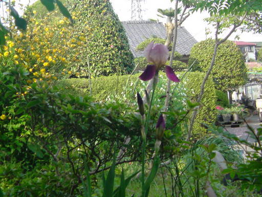 ���V���F�̐��E