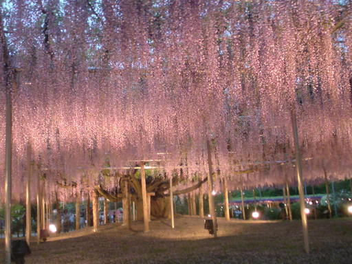 ���V���F�̐��E