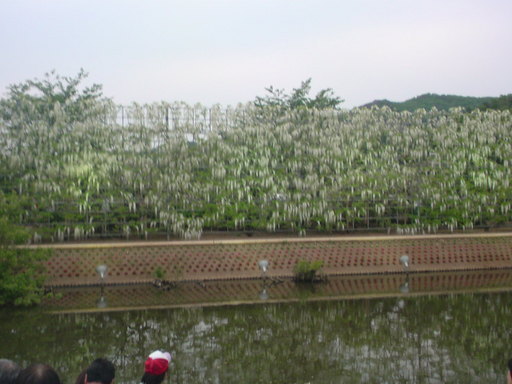 ���V���F�̐��E