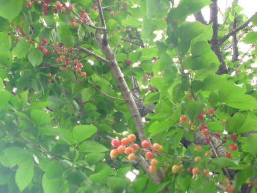 ���V���F�̐��E