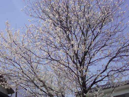 ���V���F�̐��E