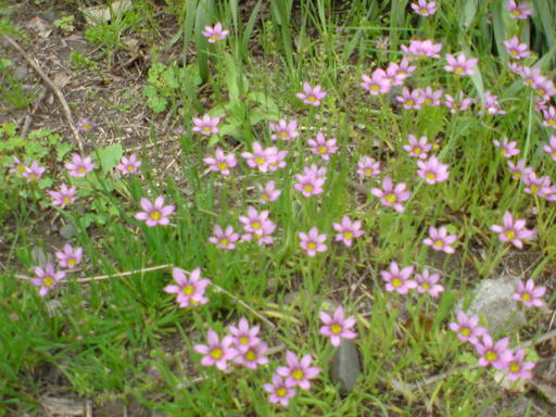 ���V���F�̐��E