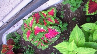 ���V���F�̐��E