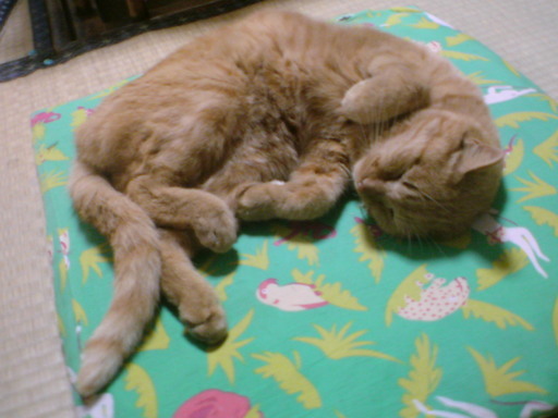 ���V���F�̐��E