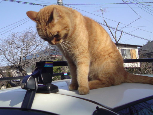 ���V���F�̐��E