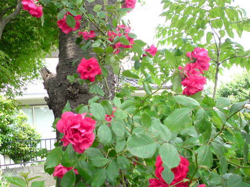 ���V���F�̐��E