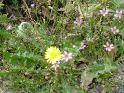 ���V���F�̐��E