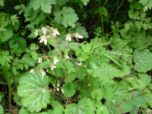 ���V���F�̐��E