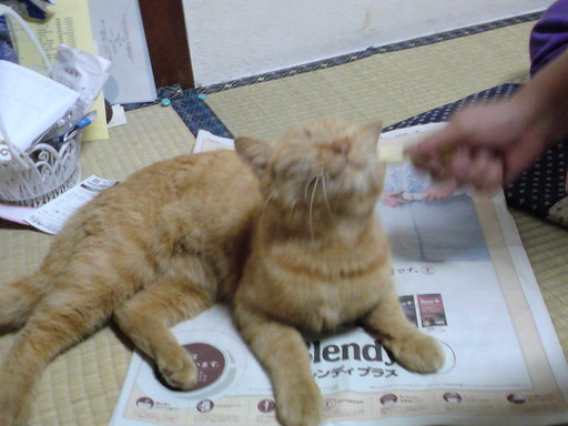 ���V���F�̐��E