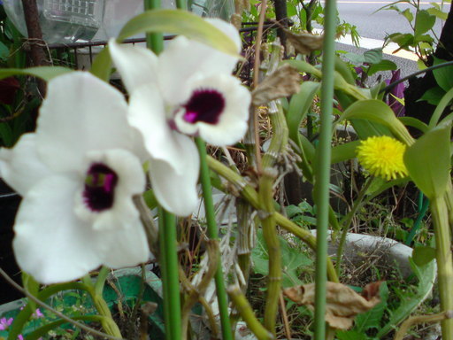 ���V���F�̐��E