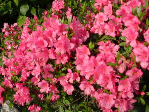 ���V���F�̐��E