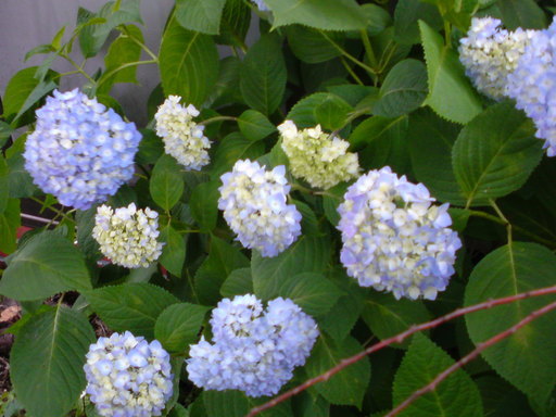 ���V���F�̐��E