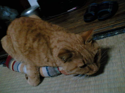 ���V���F�̐��E