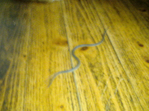 ���V���F�̐��E