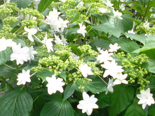 ���V���F�̐��E