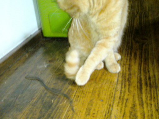 ���V���F�̐��E