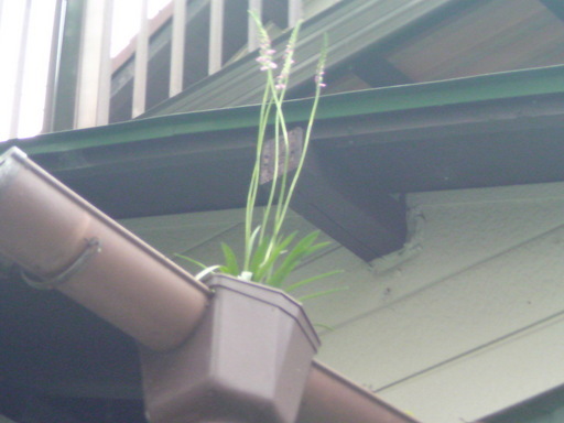 ���V���F�̐��E