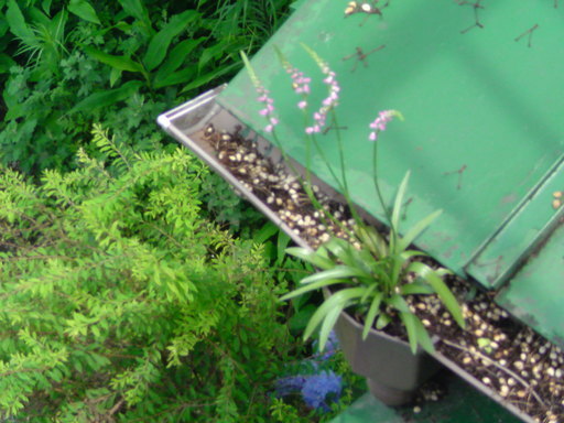 ���V���F�̐��E