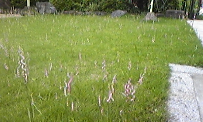 ���V���F�̐��E