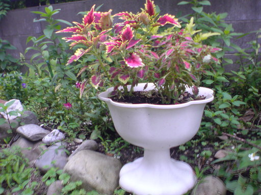 ���V���F�̐��E