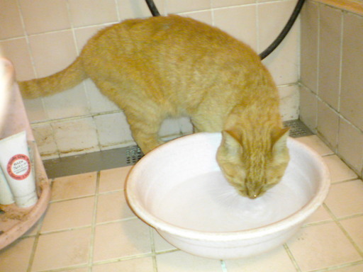 ���V���F�̐��E