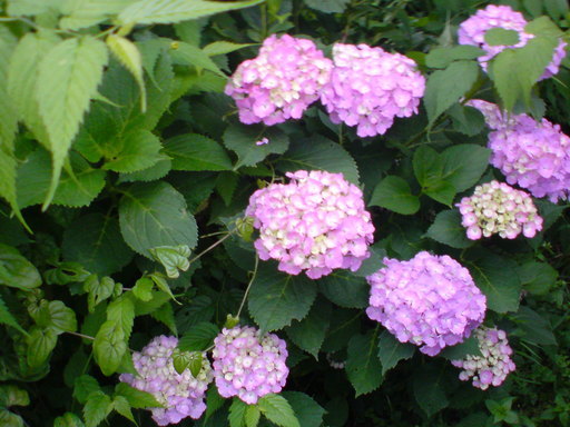 ���V���F�̐��E