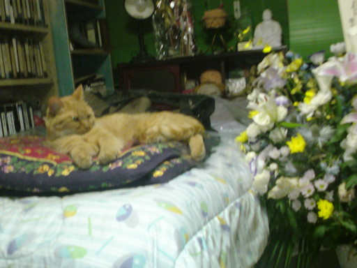 ���V���F�̐��E