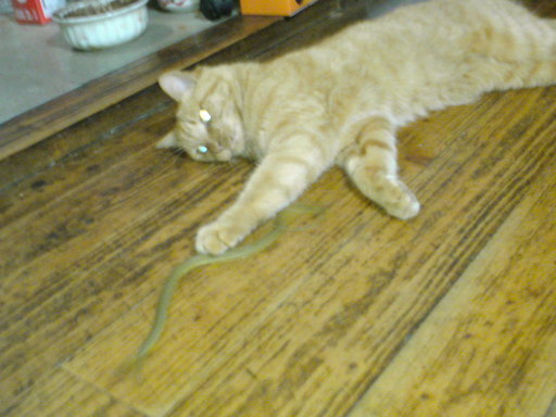 ���V���F�̐��E