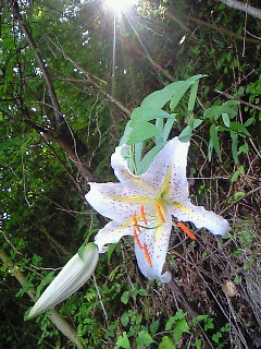 ���V���F�̐��E