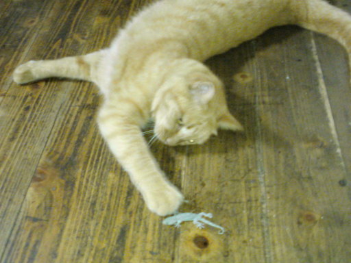 ���V���F�̐��E