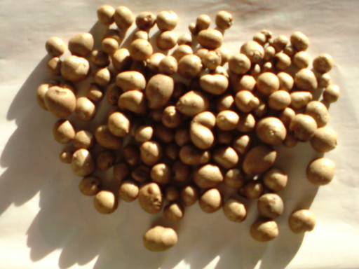 ���V���F�̐��E