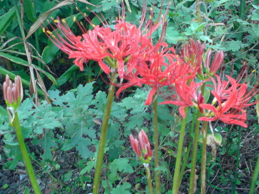 ���V���F�̐��E