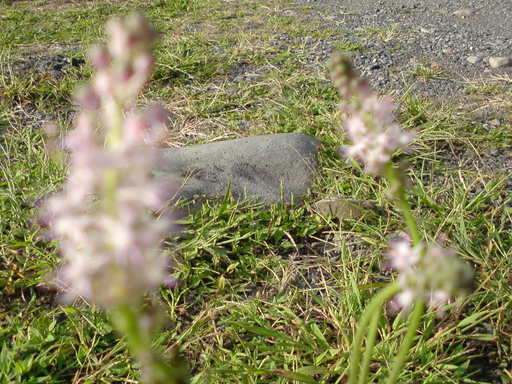 ���V���F�̐��E