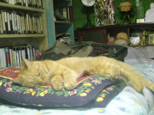 ���V���F�̐��E