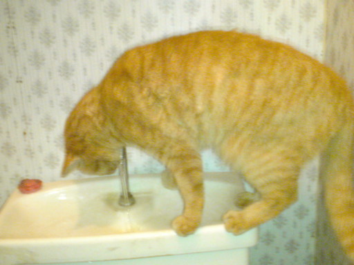 ���V���F�̐��E